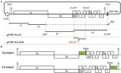 A Recombinant Porcine Reproductive and Respiratory Syndrome Virus Stably Expressing a Gaussia Luciferase for Antiviral Drug Screening Assay and Luciferase-Based Neutralization Assay